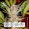 S.A.D. Sweet Afgani Delicious S1® Sweet Seeds