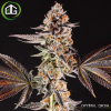 La Bomba de Compound Genetics