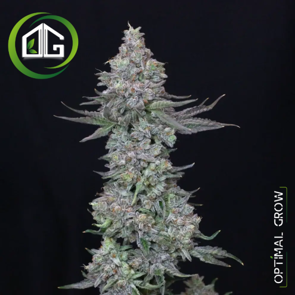 Slipstream de Compound Genetics