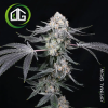 High Society de Compound Genetics