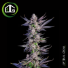 Menthol Runtz de Compound Genetics