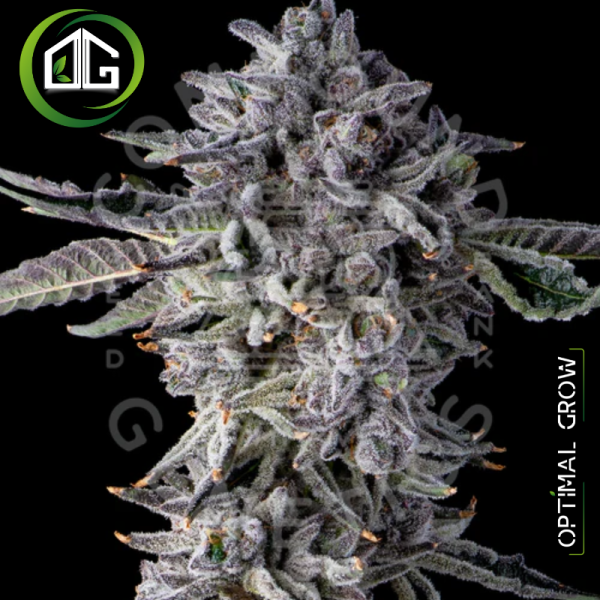 Candy Bezels de Compound Genetics