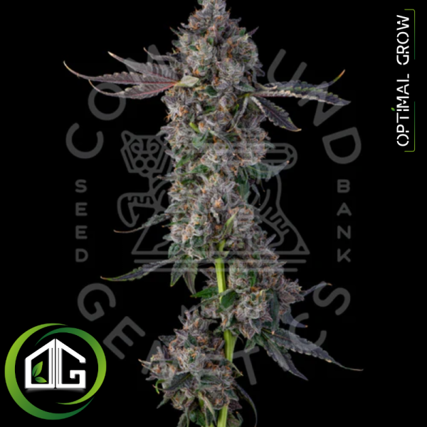 Candy Packs de Compound Genetics