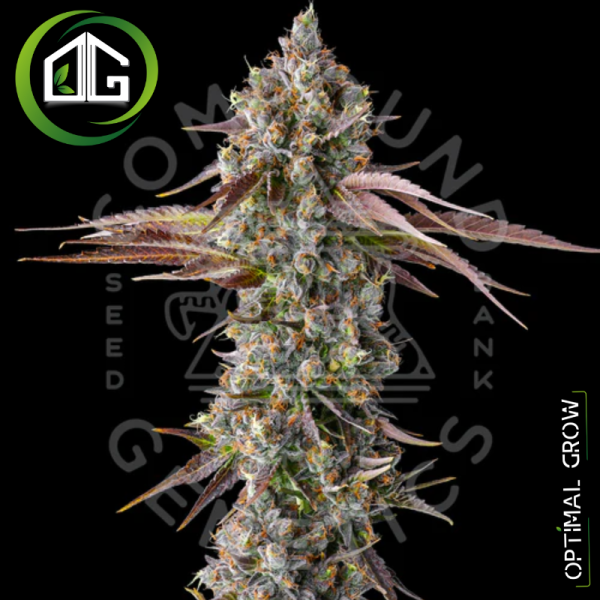 Strawberry Skrilla de Compound Genetics