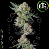 Glue 31 de Compound Genetics