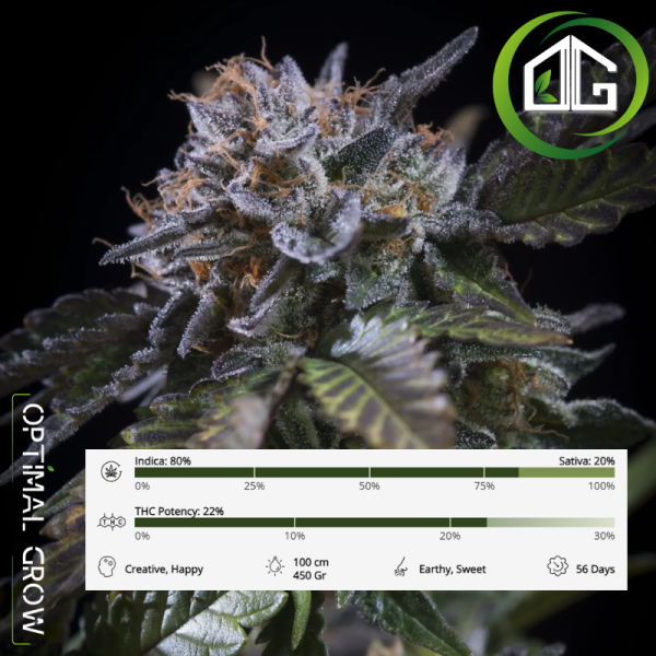 White Noise de Paradise Seeds