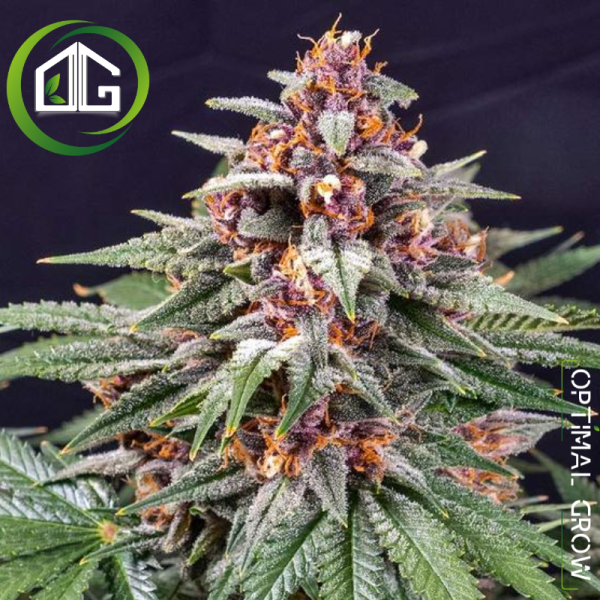 Runtz Automatic de Super Strains