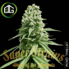 Amnesia de Super Strains