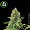 DFA Autofleurrissante de Super Strains