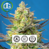 Sweet Cheese XL Auto® de Sweet Seeds – Autofleurissante de 3ème Génération