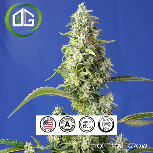 Gorilla Girl XL Auto® de Sweet Seeds – Autofleurissante