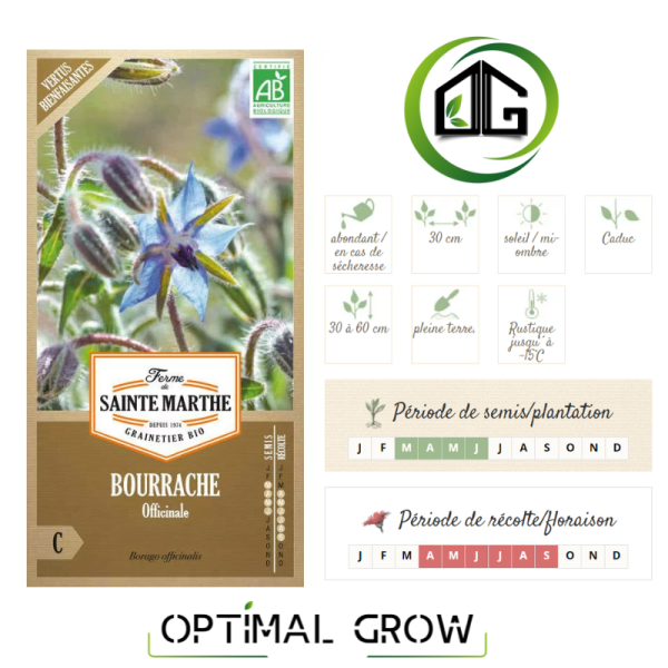 Bourrache Officinale AB