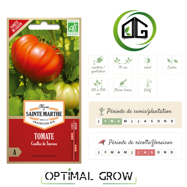 Tomate Couilles de Taureau AB