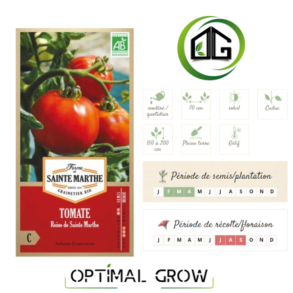 Tomate Reine de Sainte Marthe AB