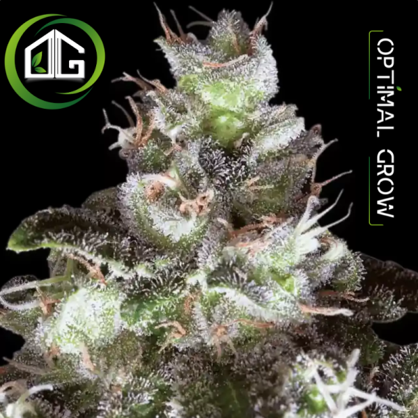 Original White Widow Paradise Seeds