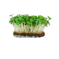 Produits pour la germination et le bouturage disponibles dans le GROWSHOP d'Optimal Grow